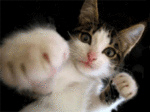 le chat